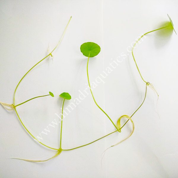 Hydrocotyle verticillata/ whorled pennywort (3 leaves with single nodes) - Image 2