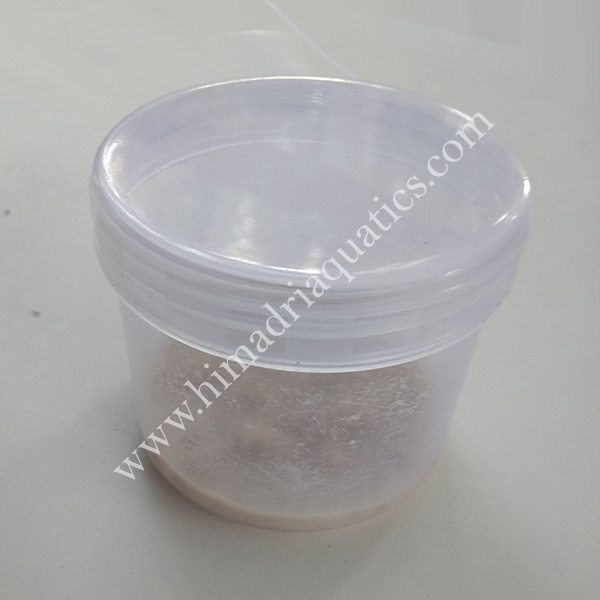 Microworm live culture - Image 2