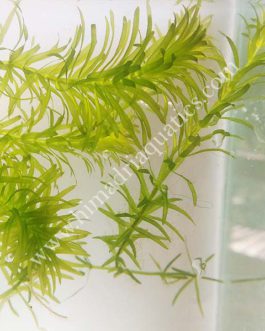 Egeria najas/ Elodea (3 stems)