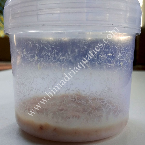 Microworm live culture