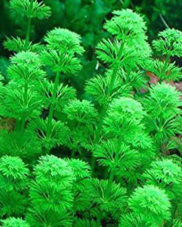 Giant Ambulia/ Limnophila Aquatica (3 stems)