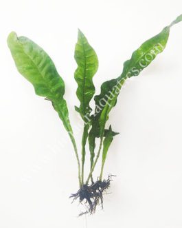 Microsorum pteropus Java Fern (single plant)