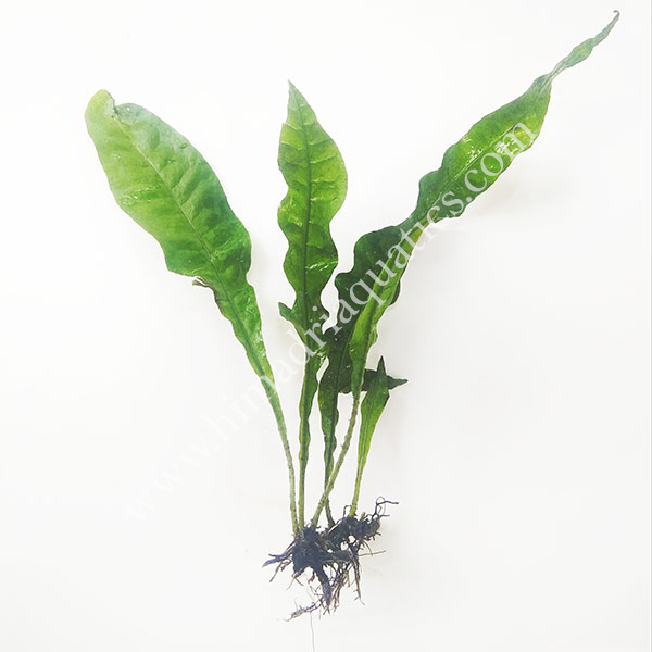 Microsorum pteropus Java Fern (single plant)