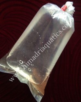 Moina Culture (live fish food)