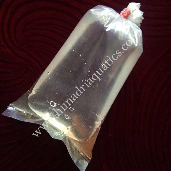 Moina Culture (live fish food)