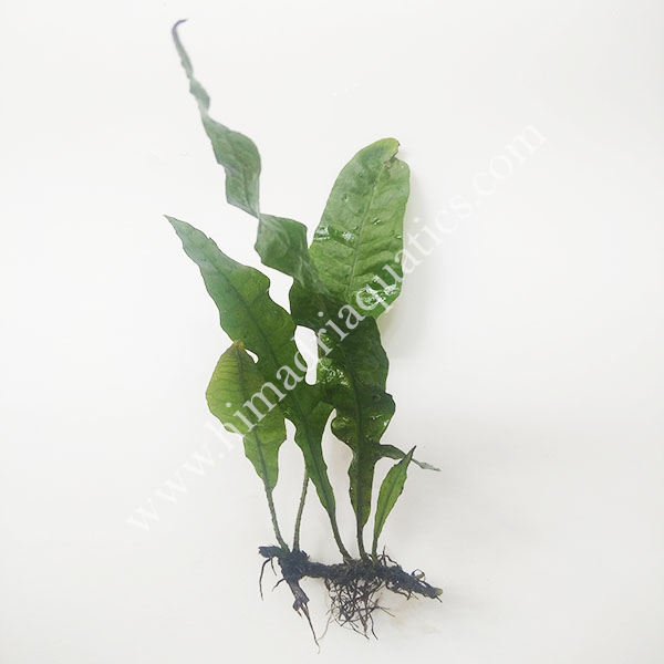 Microsorum pteropus Java Fern (single plant) - Image 3