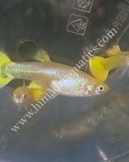 Micariff yellow guppy pair