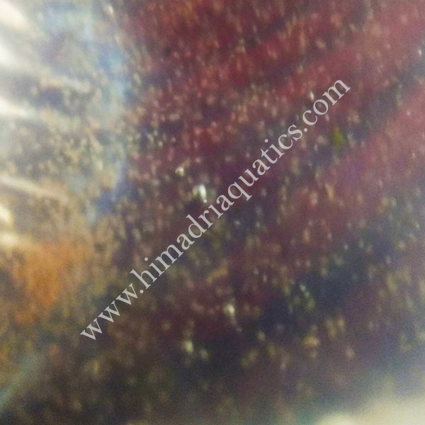 Moina Culture (live fish food) - Image 3