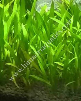 Echinodorus Quadricostatus/ Chain sword( 3 plants)
