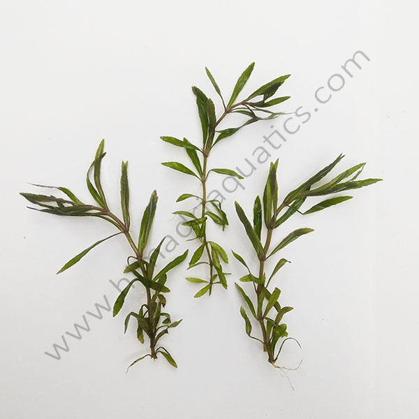 Pogostemon stellatus- octopus (3 stems) - Image 2