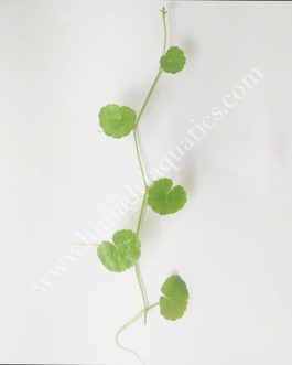 Brazilian pennywort/ Hydrocotyle leucocephala (large pot)