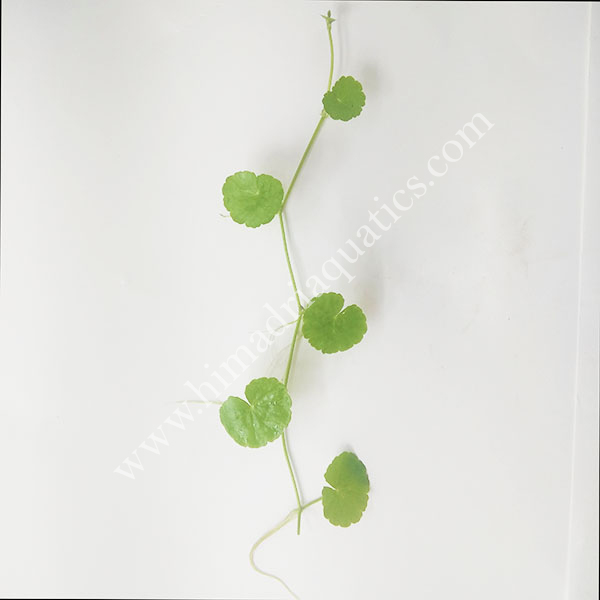 Brazilian pennywort/ Hydrocotyle leucocephala (large pot) - Image 2