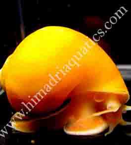 Apple Snail (Pomacea diffusa)