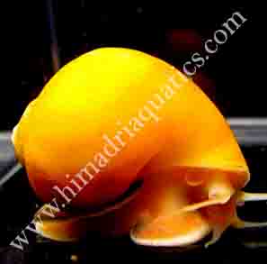 Apple Snail (Pomacea diffusa)