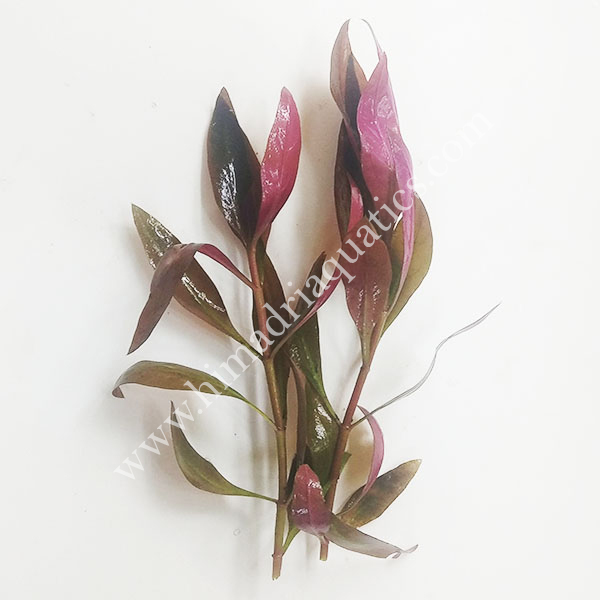 Alternanthera Reineckii Lilacina/ Purple Lila (3 stems)