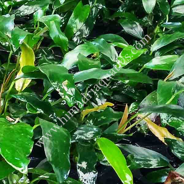 Anubias barteri var. glabra (large pot) - Image 3