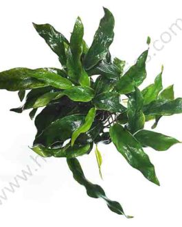 Anubias barteri var. glabra (large pot)