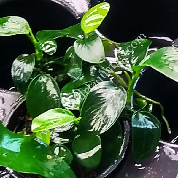 Anubias Nana (Large Pot) - Image 3