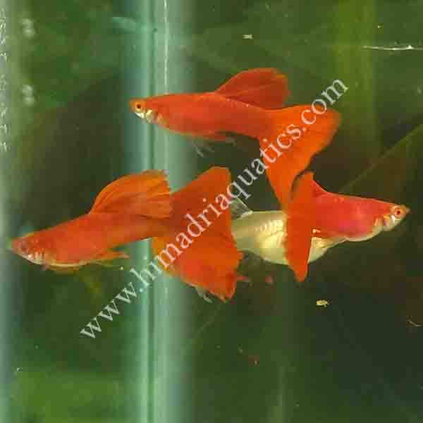 Albino full red high dorsal guppy pair - Image 4