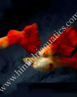 German red guppy pair