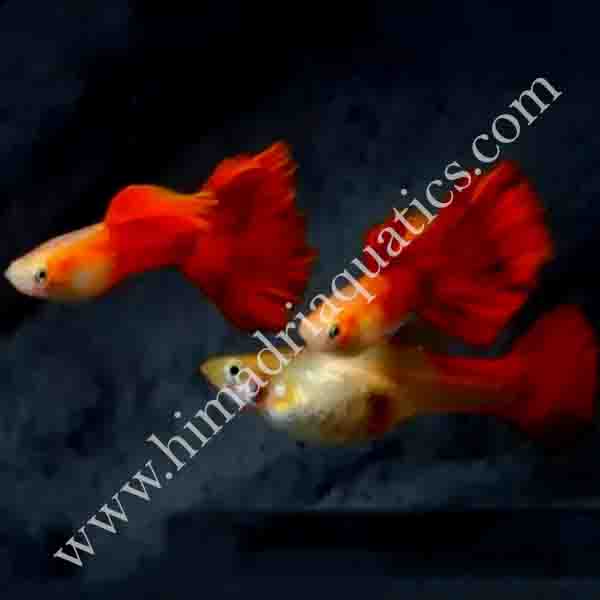 German red guppy pair