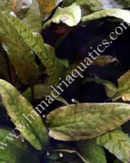 Cryptocoryne wendtii tropica (single plant)