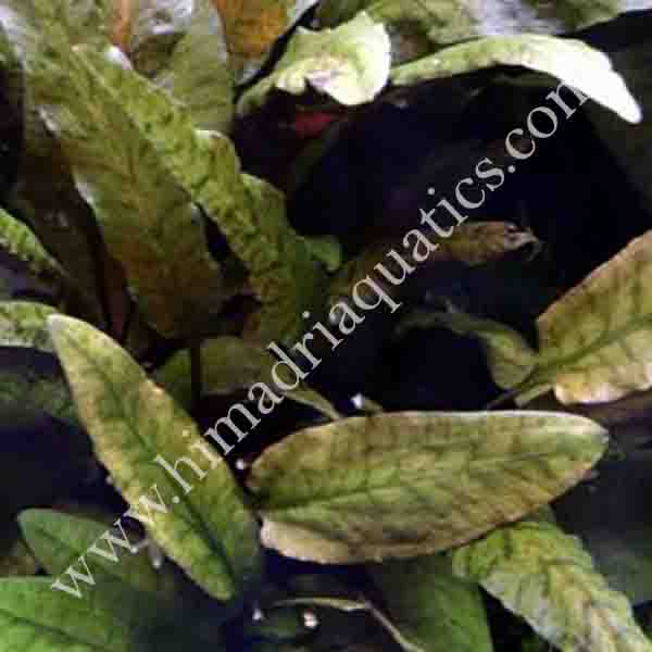 Cryptocoryne wendtii tropica (single plant)