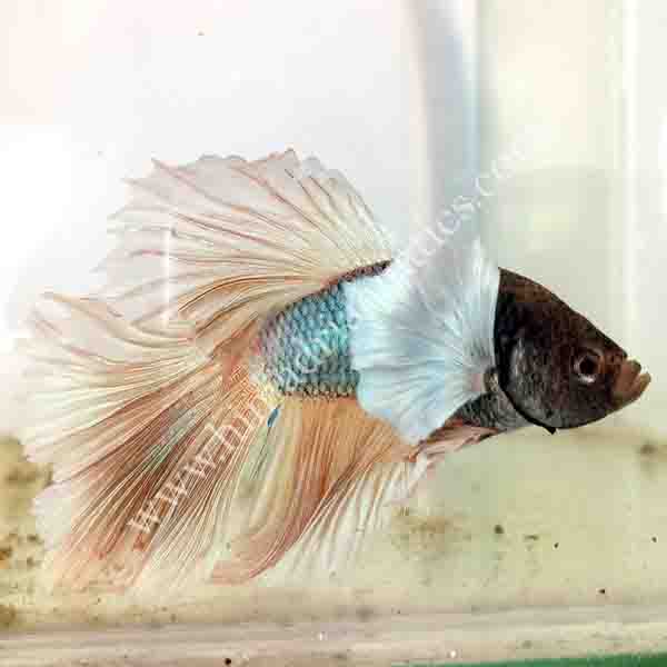 Betta fish/ fighter fish- Male - Image 3