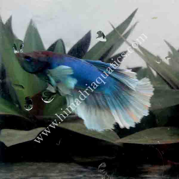 Betta fish/ fighter fish- Male - Image 4