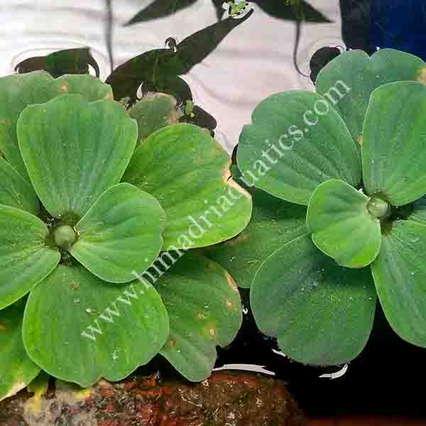 Pistia stratiotes /water cabbage/ water lettuce (1 plant) - Image 4