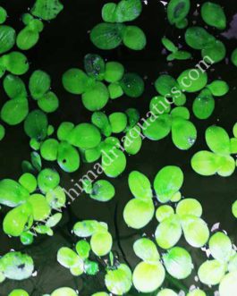 Spirodela polyrhiza /Greater Duckweed