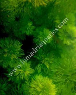 Giant Ambulia/ Limnophila Aquatica (3 stems)