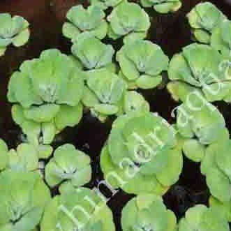Pistia stratiotes /water cabbage/ water lettuce (1 plant) - Image 5