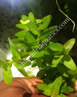 Bacopa caroliniana (3 stems)