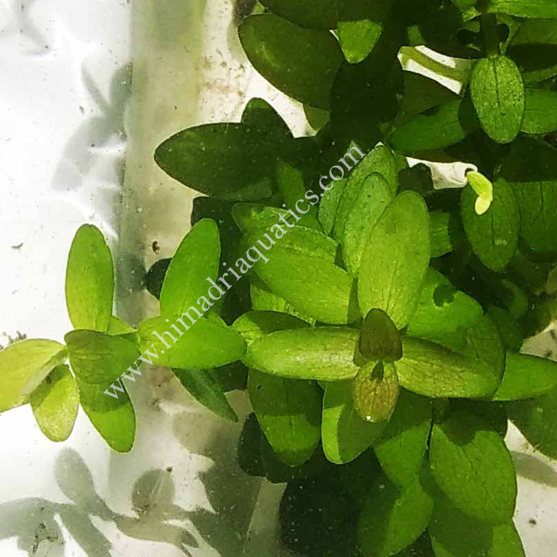 Bacopa caroliniana (3 stems) - Image 3