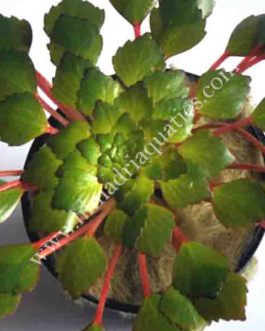 Ludwigia Sedioides/ Mosaic Flower (1 stem)