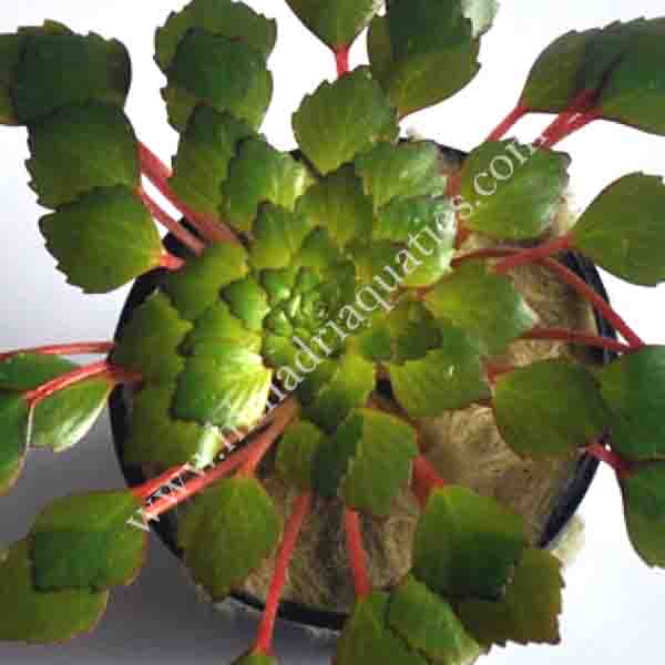 Water Mosaic Combo ( 25 plants) - Image 2