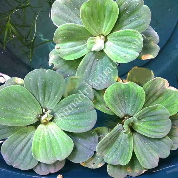 Pistia stratiotes /water cabbage/ water lettuce (1 plant) - Image 2