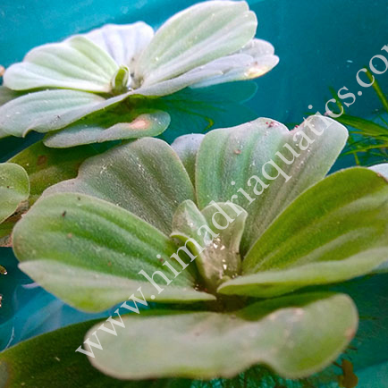 Pistia stratiotes /water cabbage/ water lettuce (1 plant) - Image 3