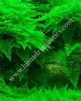 Vesicularia sp ‘Mini Christmas moss’ (pouch)