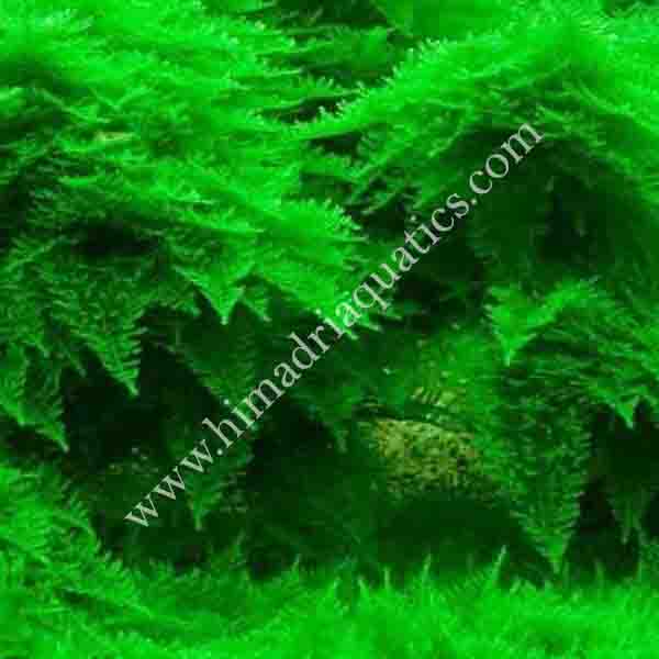 Vesicularia sp 'Mini Christmas moss' (pouch) - Image 2