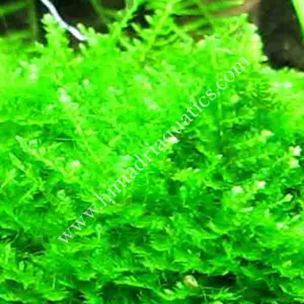 Vesicularia sp 'Mini Christmas moss' (pouch)