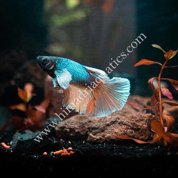 Dumbo ear fighter fish-male