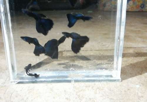 Electric Blue Guppy Pair - Image 7
