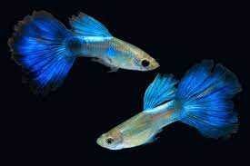 Electric Blue Guppy Pair - Image 9