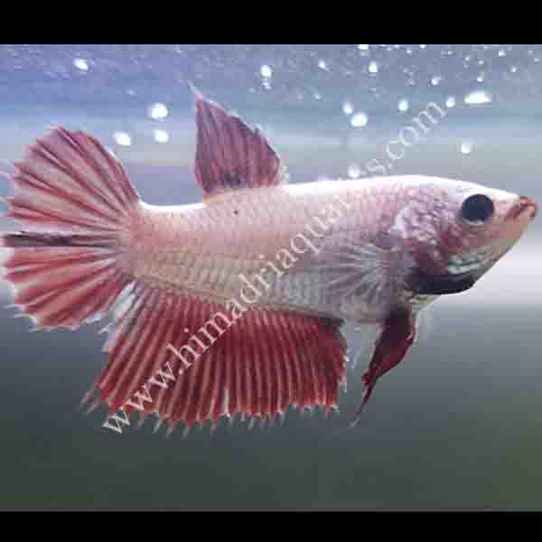 Betta fish/ fighter fish- female - Image 2