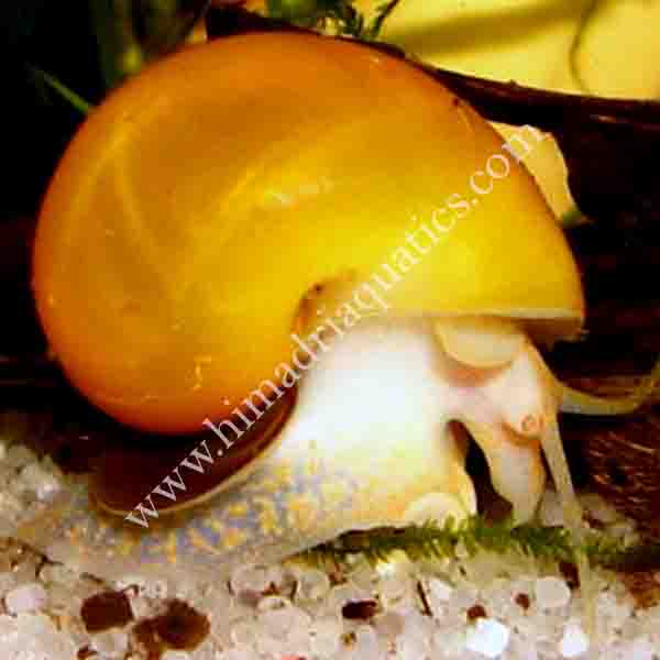 Apple Snail (Pomacea diffusa) - Image 2