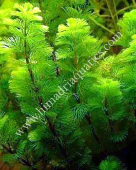 Cabomba caroliniana/ Green Cabomba (3 stems)