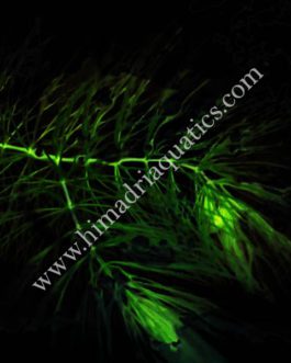 Ceratophyllum demersum /Fox tail (3 stems)