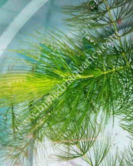 Ceratophyllum demersum /Fox tail (3 stems)